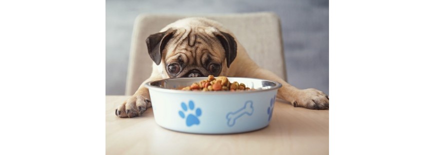 Dog's Love, alimentación natural para perros